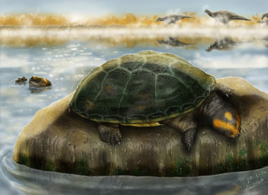 <p>Ilustración de dos ejemplares de ‘Eodortoka morellana’ disfrutando en el agua. / Carlos de Miguel Chaves.</p>