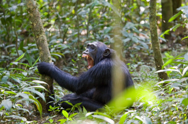 <p><a href="http://plataformasinc.es/index.php/esl/En-exclusiva/Imagenes-embargadas/Las-bandas-de-chimpances-matan-para-obtener-territorio" target="_self">Un chimpancé en el bosque Kibale de Uganda</a>. Foto: Tom Vogler.</p>