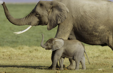 <p>Los científicos rastrearon el genoma del elefante africano y encontraron al menos 40 copias de genes que codifican la p53. / Art Wolfe</p>