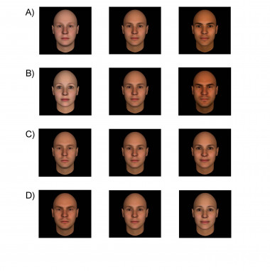 <p>Estas caras generadas por métodos computacionales sirven como modelos para estudiar la percepción humana de la competitividad (A), dominancia (B) , extroversión (C) y honradez (D). En la columna central se sitúan los rostros con valores promedios; en la derecha, los que están por encima de la media y a la izquierda , por debajo. / <em>Trends in Cognitive Sciences</em>, Olivola et al</p>