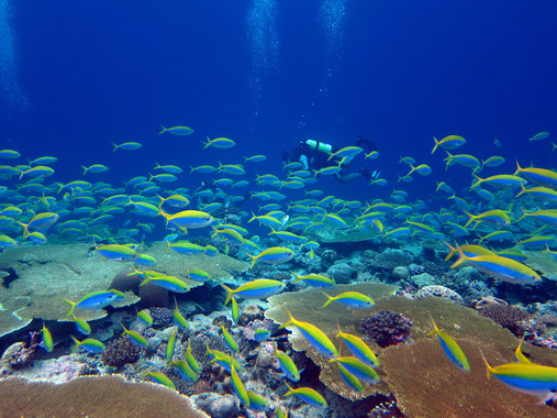 <p>Fusileros de lomo amarillo (<em>Caesio xanthonota</em>) en un arrecife del archipiélago de Chagos, en el océano Índico. / Nick Graham</p>