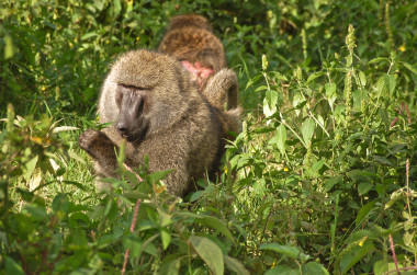 <p>Papión oliva (<em>Papio anubis</em>) en Kenia. / <a href="https://en.wikipedia.org/wiki/Olive_baboon#/media/File:Papio_anubis_in_Kenya.jpg" target="_blank">Wikipedia</a></p>
