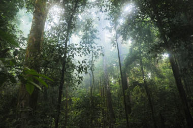 <p>Se ha descubierto que las regiones que más han aumentado su capacidad de secuestrar carbono de la atmósfera y que tienen, por tanto, un rol muy importante, son los bosques tropicales. / Pixabay </p>