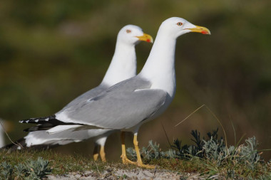 <p>Gaviota patiamarilla (<em>Larus michahelis</em>) de las islas Cíes / Saul De La Peña</p>