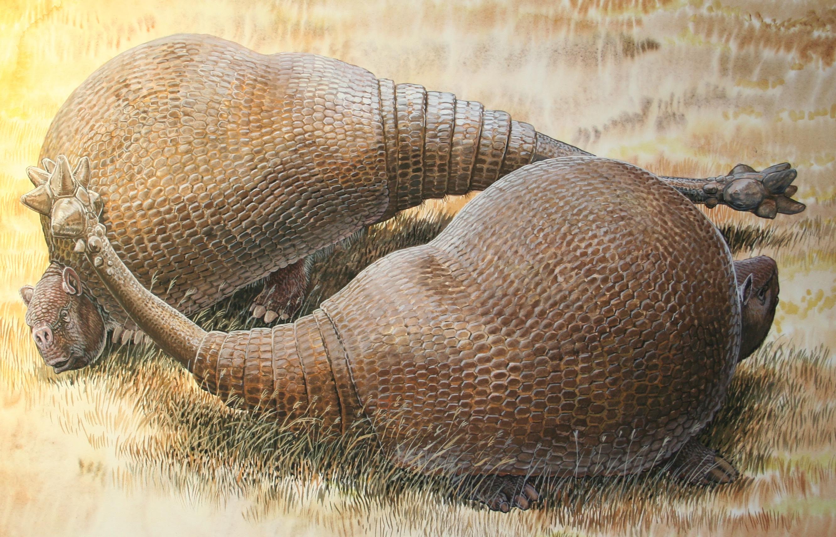 Los gliptodontes eran parientes de los armadillos gigantes