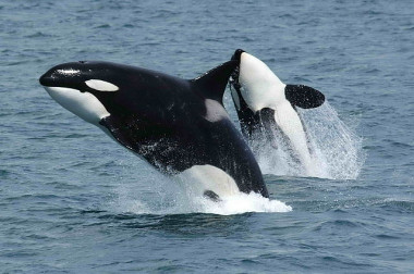 <p>Los científicos sospechan que la preferencia de los seres humanos por la pesca y la caza de especies de mayor tamaño es lo que probablemente produce este inusual patrón. En la foto, dos orcas (<em>Orcinus orca</em>) / <a href="https://es.wikipedia.org/wiki/Orcinus_orca#/media/File:Killerwhales_jumping.jpg" target="_blank">Robert Pittman</a><a href="https://es.wikipedia.org/wiki/Orcinus_orca#/media/File:Killerwhales_jumping.jpg" id="__mce_tmp" target="_blank"> - NOAA </a></p>