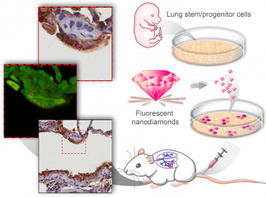 <p>Los nanodiamantes permiten el seguimiento de la capacidad de regeneración de las células madre. / Yung Kuo, Yan-Kai Tzeng, Huan-Cheng Chang</p>