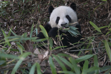 <p>Panda salvaje en un bosque. / Fuwen Wei</p>