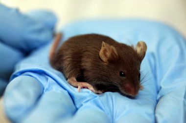 <p>Ratón de laboratorio. / Wikipedia</p>