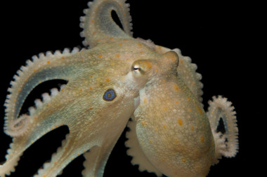 <p>Un ejemplar de pulpo de dos puntos de California, única especie de pulpo que tiene su genoma completamente secuenciado. / Thomas Kleindinst</p>