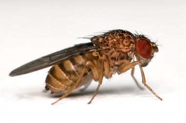 <p>La <em>drosophila</em> es un modelo para estudiar los ritmos circadianos. / <a href="http://upload.wikimedia.org/wikipedia/commons/d/dc/Drosophila_repleta_lateral.jpg" target="_blank">Wikipedia </a></p>