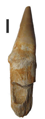 <p><a href="http://plataformasinc.es/index.php/esl/En-exclusiva/Imagenes-embargadas/Los-reptiles-prehistoricos-marinos-regulaban-la-temperatura-de-su-cuerpo-para-cazar-y-nadar-mejor" target="_self">Diente de reptil <em>Prognathodon</em></a>. Foto: Christophe Lecuyer.</p>