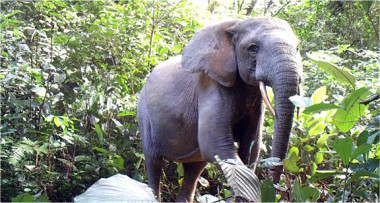 <p>Un elefante de bosque solitario en el Parque Nacional Minkébé de Gabón. De 2004 a 2014, unos 25.000 elefantes en el parque fueron asesinados por el comercio ilegal de marfil. / John Poulsen, Universidad de Duke (EE UU)</p>