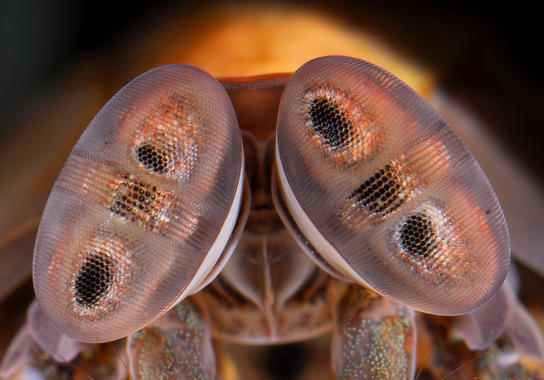 <p><em>Ojos de Pseudosquillana richeri</em>. / Roy Caldwell. Universidad de Queensland (Australia).</p>