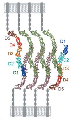 <p>Modelo molecular del complejo de adhesión formado por ICAM-5 en neuronas. Las principales moléculas se han coloreado con los dominios en azul (D1), cian (D2), naranja (D3), rojo (D4), marrón (D5) y el resto en verde o marrón. Los otros dominios extracelulares de ICAM-5 (D6-D9, óvalos), su dominio transmembrana (cilindro) y la membrana celular se muestran en gris. / José María Casasnovas/CNB</p>
