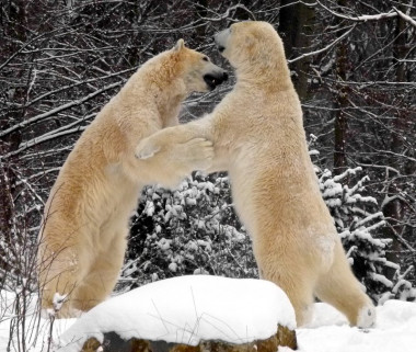 <p> Los únicos mamíferos no humanos que han demostrado de forma más contundente ser bailarines con ritmo son los leones marinos. En la foto, osos polares en el Ártico. / <a href="https://www.flickr.com/photos/arcticwoof/6959407702/sizes/o/in/photolist-bAYMrY-4eBbQj-sMFov-58KSGr-a88jj6-2ccgC-8F9r96-bCN5KK-eNTMCh-eMW45R-cEyfH5-3jUPtG-9VYi8P-efNt55-dLGJo6-89zqSS-dGHjkp-7XEiiZ-7CrYhg-9txgt5-6A8g8r-hKxfo-95fLuB-aJGDox-7F7nDv-6tRfsw-6273Qg-gh52VW-e5Lbco-6gCx9-ahCTJK-37YGfP-czYGt3-m5FSth-9ikXCt-bAGL5d-iLY34J-dBjAQe-8HRWFd-dHBzi8-7ndvzC-npTZje-8h2cxS-fQCifv-8tXor6-6iobNB-5rjkWM-7fTuMT-8AVryn-tuKEk/ " target="_blank">artic wolf pictures</a>.</p>
