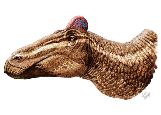 <p class=" text-left">Reconstrucción de<strong> </strong><em>Edmontosaurus regalis. / </em>Bell, Fanti, Currie, Arbour, <em>Current Biology</em>.</p>