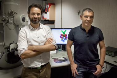 <p>Óscar Llorca (dcha.), jefe del Grupo de Complejos Macromoleculares en la Respuesta a Daños en el DNA del CNIO, y Ángel Rivera-Calzada (izqda.), coautor del trabajo. / CNIO</p>