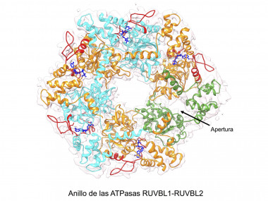 <p>Anillo RUVBL1-RUVBL2. La flecha indica la zona que se abre para permitir la liberación del ADP. / CNIO</p>