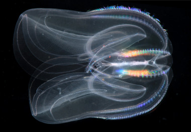 <p>Nuez de mar<em> </em>(<em>Mnemiopsis leidyi</em>). / Bruno Vellutini, Centro Internacional Sars de Biología Molecular Marina, Universidad de Bergen, Noruega.</p>