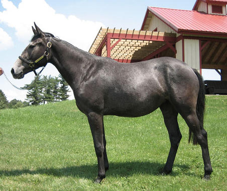 <p><a href="http://www.plataformasinc.es/index.php/esl/En-exclusiva/Imagenes-embargadas/Secuencian-y-analizan-el-genoma-del-caballo" target="_self">Twilight</a>, la yegua purasangre adulta criada en los establos de la Universidad de Cornell (EEUU) donó el ADN. Foto: <em>Science</em>.</p>