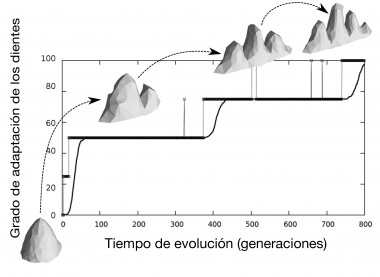 <p>Gráfico en tiempo real del proceso de evolución virtual. El eje horizontal corresponde al tiempo de evolución y el eje vertical al grado de adaptación evolutiva de la población. En este caso, la forma del diente se adapta aumentando el número de puntas, pasando de un diente simple a uno más complejo. / UAB</p>