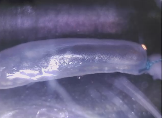 <p>Prueba de resistencia mecánica en el órgano sin células que consiste en 10.000 ciclos de hinchado y deshinchado durante 72h/<em>Nature Communications</em></p>