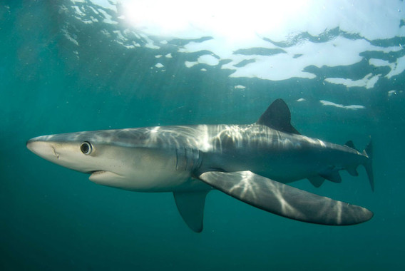 <p>El tiburón azul (Prionace glauca) es uno de los escualos más fuertemente explotado en el océano / Neil Hammerschlag</p>