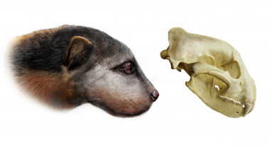 <p>Reconstrucción secuencial de la cabeza de Megalictis ferox basada en el ejemplar F:AM 25430. / Adam Hartstone-Rose.</p>