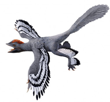 <p>Reconstrucción del dinosaurio con plumas Anchiornis según los últimos datos de este estudio / Julius T. Csotonyi</p>