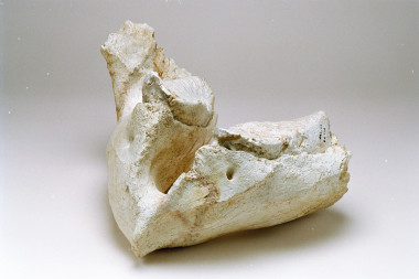 <p><em>Mammuthus intermedius </em>en el Museo de los Orígenes (Madrid). / IBE</p>
