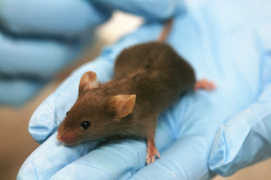 <p>Ratón de laboratorio. / <a href="http://upload.wikimedia.org/wikipedia/commons/f/f2/Lab_mouse_mg_3263.jpg" target="_blank">Wikipedia </a></p>