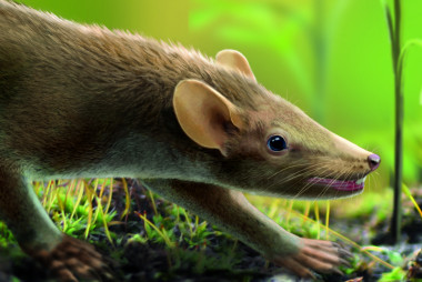 <p>Los restos de un mamífero de hace 125 millones de años, encontrados en el yacimiento de Las Hoyas (Cuenca), han revelado las primeras pruebas evolutivas del pelaje en mamíferos. Esta imagen es una reconstrucción del mamífero <em>Spinolestes</em>, que, al igual que los modernos erizos, tiene una piel espinosa en su espalda como dispositivo de protección. / Óscar Sanisidro</p>