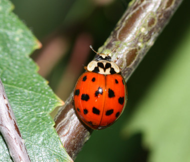<p><em>Harmonia axyridis o </em>mariquita arlequín. / <a href="http://www.flickr.com/photos/33465428@N02/4688880859/sizes/l/" target="_blank">Deanster 1983 </a></p>