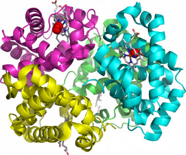 <p><strong>Un tipo de macromolécula biológica.</strong> Imagen molecular de la hemoglobina, la proteína responsable de transportar el oxígeno por la sangre, y objeto de estudio de la cristalografía. / <a href="http://www.xtal.iqfr.csic.es/" target="_blank">CBE-IQFR-CSIC</a>.</p>