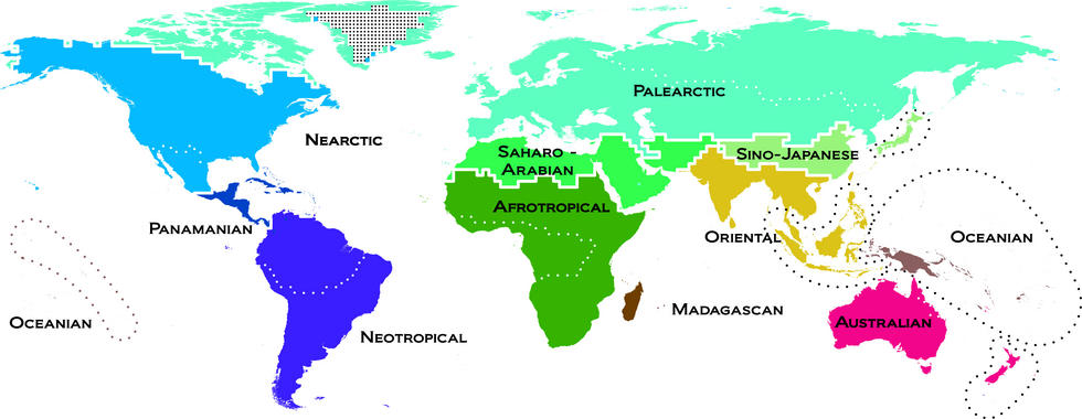 <p>Mapa moderno de los vertebrados en el mundo. Los colores de los reinos reflejan la singularidad de los animales. Las regiones que tienen tonos similares indican que sus especies son muy parecidas y los que son muy diferentes indican lo contrario. Imagen: AAAS Science.</p>