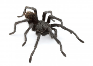 
<p/>Macho adulto de <em>Aphonopelma johnnycashi</em>, tarántula llamada en honor al cantante estadounidense Johnny Cash, es una de las 14 nuevas especies descubiertas en EE UU. / Chris A. Hamilton
” /></div><span style=