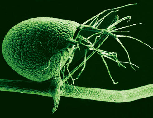 <p>Vesículas de 1 milímetro de largo de "Utricularia gibba". / Ibarra-Laclette, Pérez-Torres y Lozano-Sotomayor.</p>