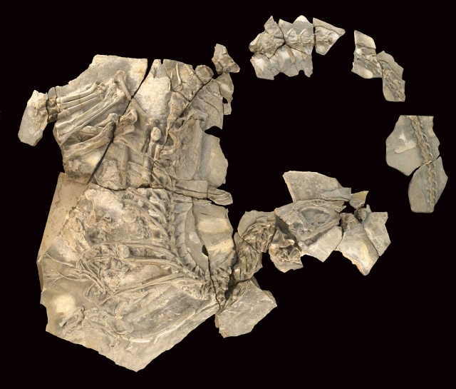 

Aspecto del fósil del dinosaurio carnívoro 

Concavenator

 que vivió hace algo mas de 125 millones de años (durante el Cretácico Inferior) en Las Hoyas (Cuenca). El fosil represente el ejemplar más completo conocido de un terópodo carcarodontosaurio

