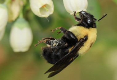 <p>Las abejas, como agentes polinizadores, tienen un papel clave tanto en el ecosistema como en la alimentación del ser humano. / <a href="https://media.eurekalert.org/scipak/gallery/images/2018-02/winfree6HR.jpg" target="_blank">Jason Gibbs</a></p>