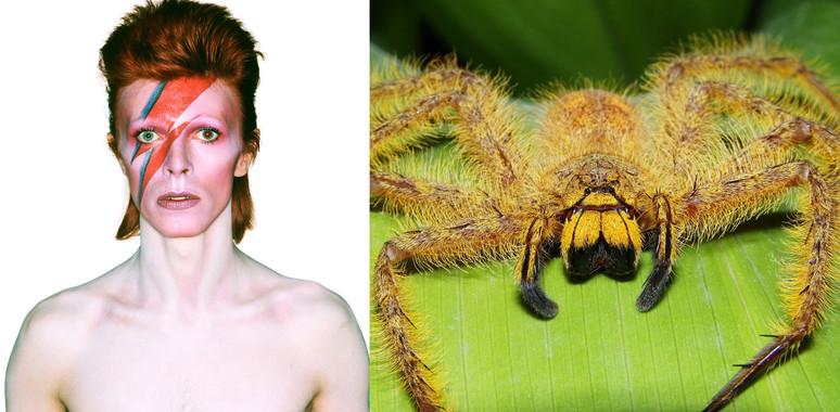 <p/>David Bowie en una de las fotografías pertenecientes al disco Aladdin Sane, publicado en 1973. A la derecha, la araña <em>Heteropoda davidbowie </em>nombrada en honor al artista en 2008. / Wikipedia” /><span style=