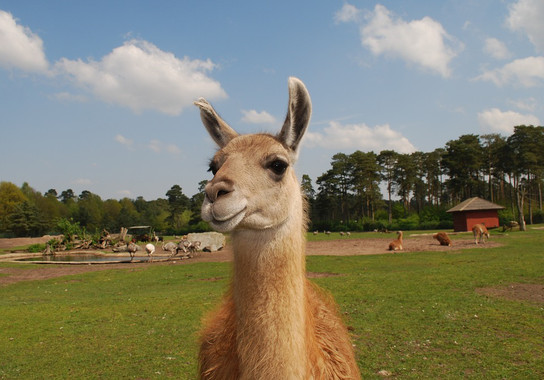 <p>Los anticuerpos de llama son de menor tamaño que los del resto de mamíferos. / Pixabay</p>
