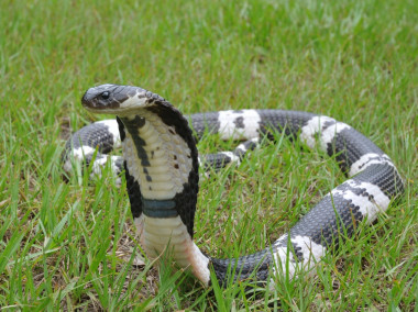 <p>En la imagen, una cobra Thai. / Randy Ciuros</p>
