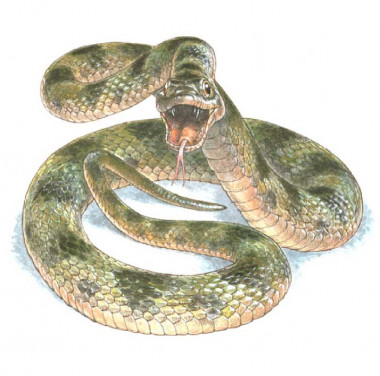 <p>Reconstrucción de la coloración de la piel de la serpiente fosilizada. / Jim Robbins</p>