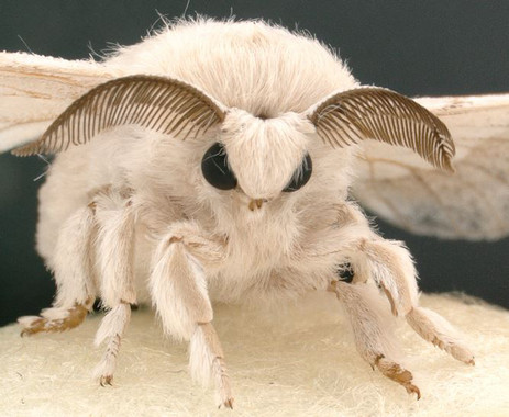 <p>Los machos de la mariposa de seda producen dos tipos de esperma. / NIBB</p>