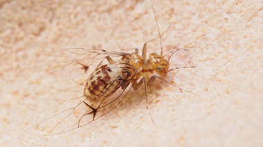 <p>Este insecto tiene las estructuras genitales invertidas. / Kazunori Yoshizawa</p>