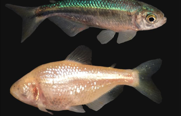 <p>Dos ejemplares de <em>Astyanax mexicanus</em> con formas muy distintas: uno vive en la superficie y el otro en las profundidades. / NIH</p>