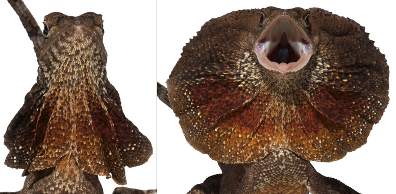 <p>Cuello replegado (izquierda) y abierto (derecha) del clamidosaurio de King. / © UNIGE, A.Debry/S.Montandon/M.Milinkovitch</p>