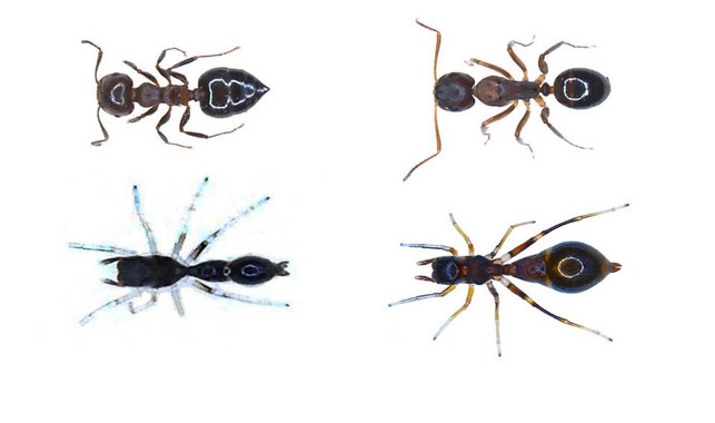<p>¿Sabrías diferenciar las arañas de las hormigas? Las crías de araña (abajo a la izquierda) se parecen mucho a una pequeña hormiga llamada Crematogaster (arriba a la izquierda), mientras que las arañas adultas de <em>S. formica </em>(abajo a la derecha) imitaban a una especie más grande llamada Camponotus (arriba a la derecha). / Alexis Dodson</p>