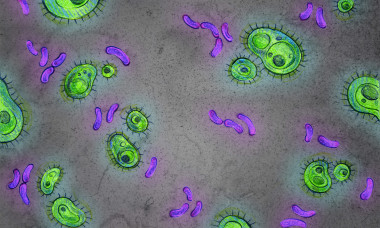 <p>Representación de bacterias del intestino humano y de sus parientes más cercanos. / Universidad de Texas / Jenna Luecke.</p>